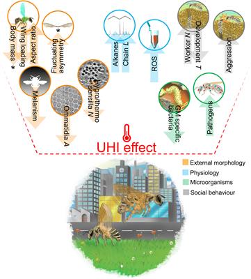 Warming up through buildings and roads: what we know and should know about the urban heat island effect on bees